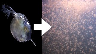 How I Culture Daphnia [upl. by Oynotna]