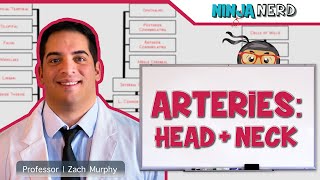 Circulatory System  Arteries of the Head amp Neck  Flow Chart [upl. by Marfe]