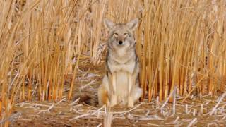 Coyote Country myth vs fact [upl. by Rakabuba]