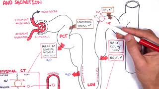 Nephrology  Physiology Reabsorption and Secretion [upl. by Haneekas]