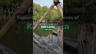 Ko Lanta  Mangrove Longtail Boat Tour [upl. by Lynda885]