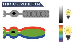 Sinnesphysiologie des Auges SynapsenErregungsübertragung  BioBox [upl. by Eyaj]