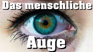 Biologie Das Auge [upl. by Asiral70]