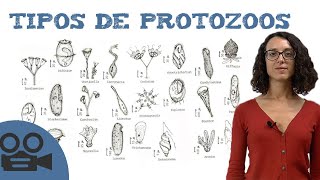 Tipos de protozoos [upl. by Bish]