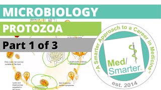 Protozoa  Microbiology  USMLE STEP 1  Part 1 of 3 [upl. by Nagorb640]