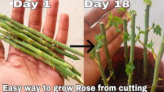 Easy way to grow rose from cutting How to grow rose plant from cutting with English subtitles [upl. by Nosyd292]