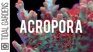 Acropora Coral Care Tips [upl. by Maxfield]