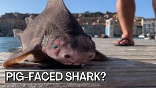 Rare Pig Faced Angular Roughshark [upl. by Huda]