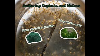 How To Culture Daphnia and Moinas using Green Water Spirulina powder [upl. by Nassir]