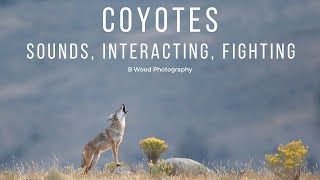 Coyotes  Sounds Interacting Fighting 🐾 [upl. by Mastat]