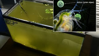 Raising Daphnia for the Freshwater Aquarium [upl. by Dallis]