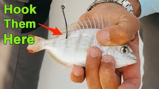 How To Hook Pinfish To Catch More Redfish Snook Trout amp Tarpon [upl. by Anirtik262]