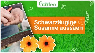 Schwarzäugige Susanne aussäen  Einfache Anleitung [upl. by Garibold]