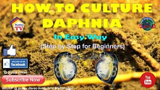 HOW TO CULTURE DAPHNIA In Easy Way [upl. by Novanod]