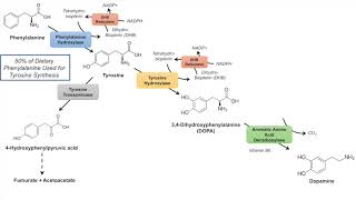 Catecholamine Biosynthesis Pathway [upl. by Nicodemus]